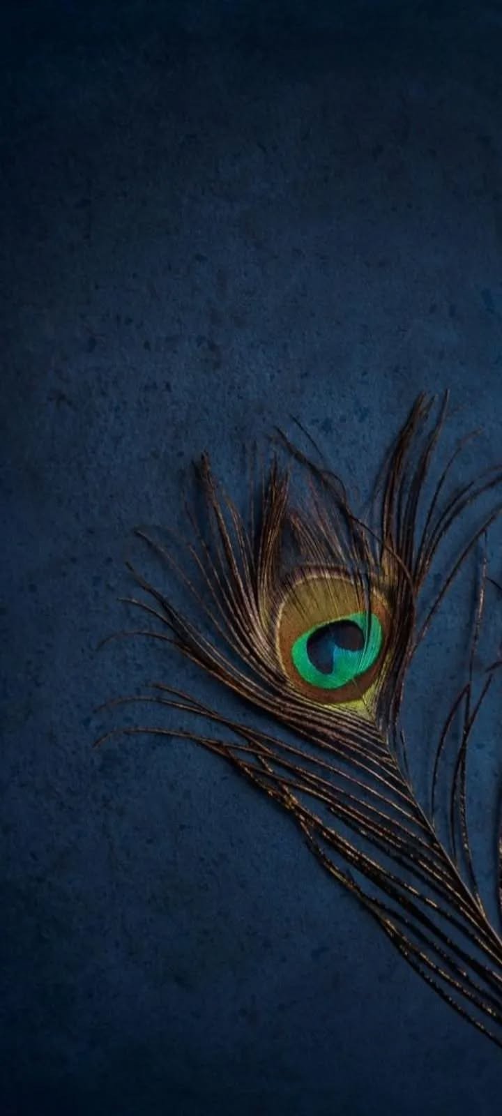 Divine Beauty Dark Blue Peacock Feather AMOLED Wallpaper